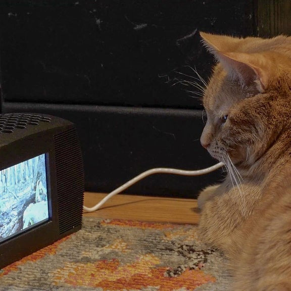 TV for Cats with Raspberry Pi