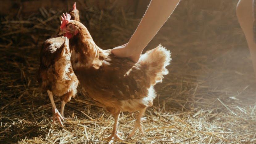 James Bowman's Chicken Coop Gets an IoT Upgrade From a Raspberry Pi Pico and LoRa Module