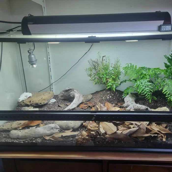 Build a Smart Habitat for Native NZ Lizards