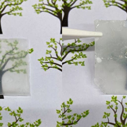 Trees and Waste Plant Biomass Could Prove Key to Greener Solar Panels, Smart Windows, and More