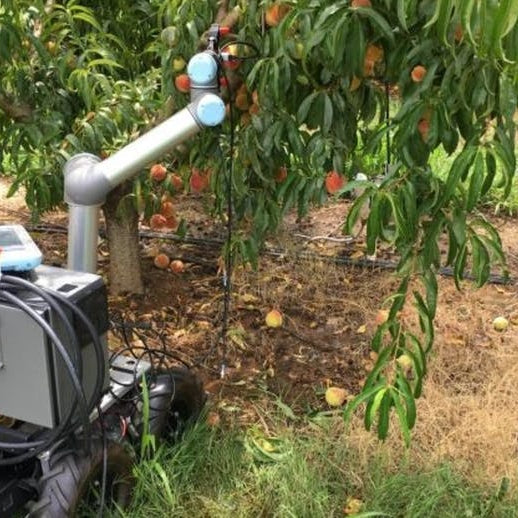 Intelligent Robots Could Manage Peach Orchards to Help Reduce Costs